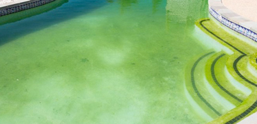 Anti algue et rattrapage de l'eau verte pour piscine