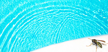 Chasser les guêpes autour de la piscine