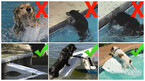 rampe de sortie pour animaux skamper ramp piscine center 1578478781